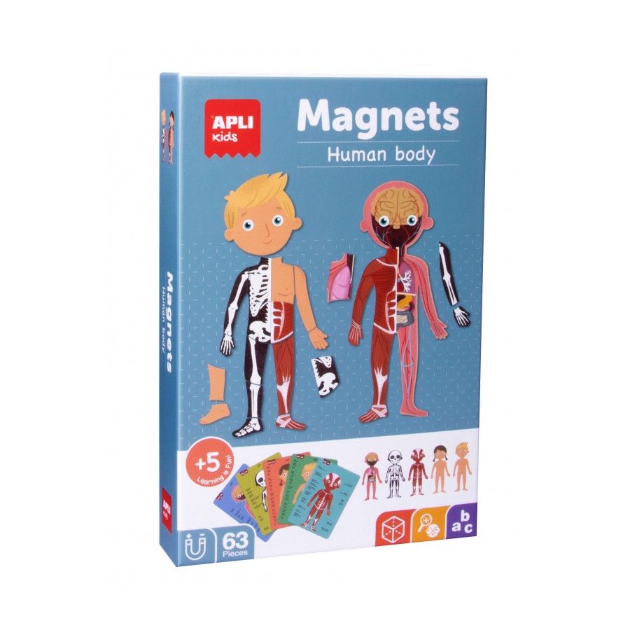 B.Magnets The Human Body 63U